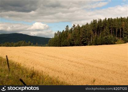 Crop in a field, Highlands, Norway