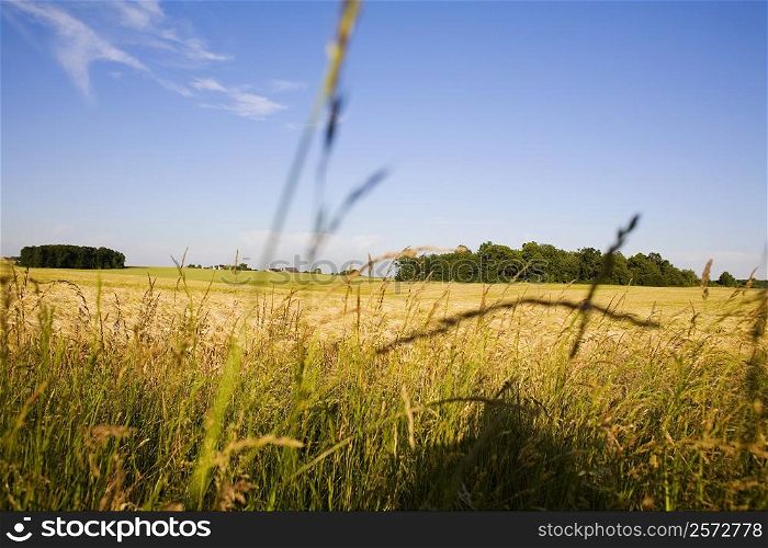 Crop in a field, Loire Valley, France