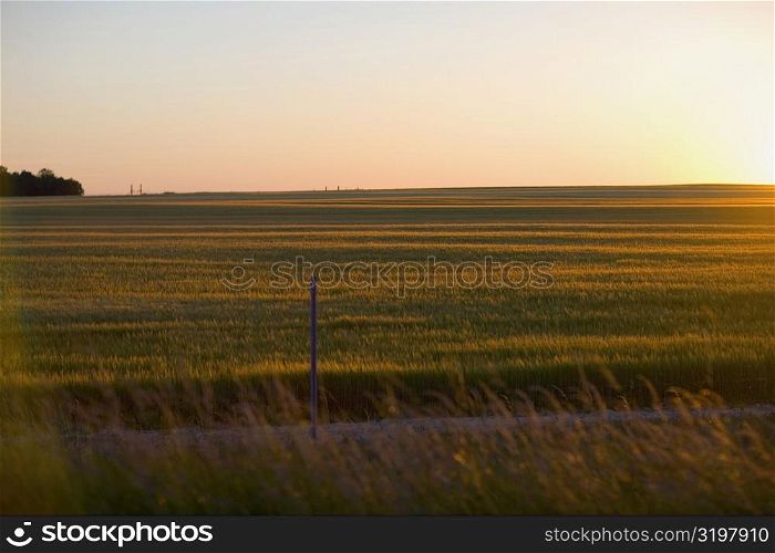 Crop in a field, Loire Valley, France
