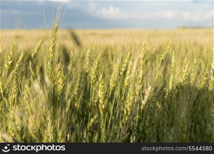 Crop in a field, Lorette, Manitoba, Canada
