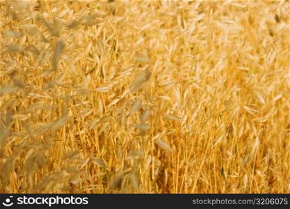 Crop in a field, Siena Province, Tuscany, Italy