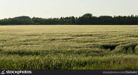Crop in a field, Wilkes South, Winnipeg, Manitoba, Canada