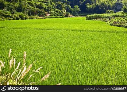 Crop in a field, Xidi, Anhui Province, China