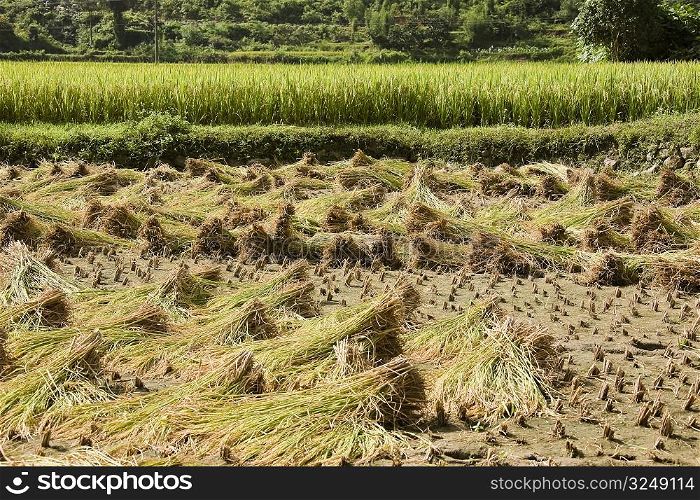 Crop in a field, XingPing, Yangshuo, Guangxi Province, China