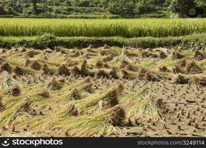 Crop in a field, XingPing, Yangshuo, Guangxi Province, China