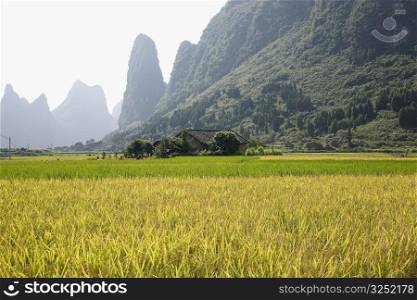 Crop in a field, Xingping, Yangshuo, Guangxi Province, China