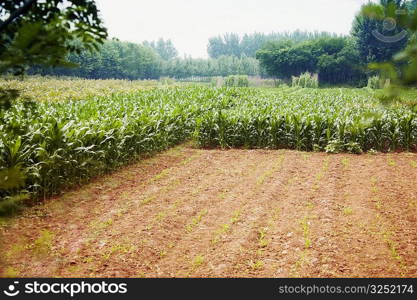 Crop in a field, Zhigou, Shandong Province, China