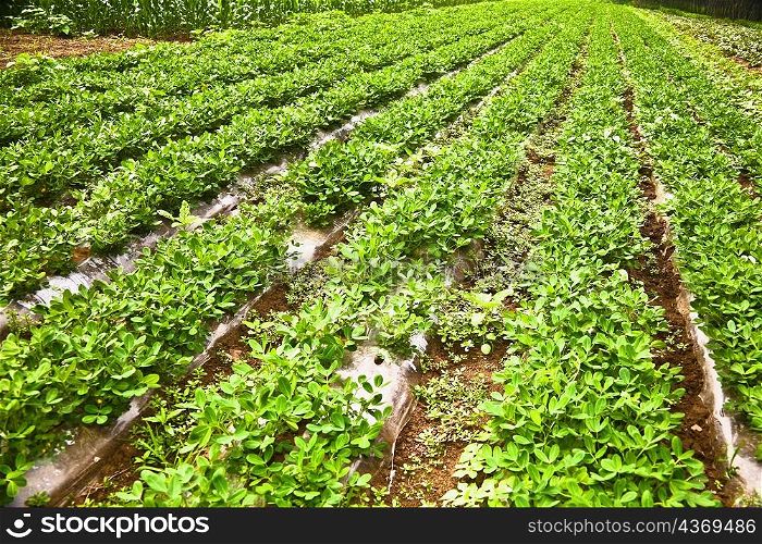 Crop in a field, Zhigou, Shandong Province, China
