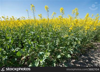 crop of flowering rapeseed plants against a blue sky