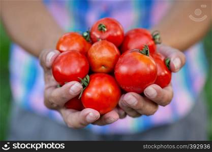 Crop of harvested tomatoes in the hands of a farmer. Woman farmer stretching harvested tomatoes. The concept of harvest and wealth. Crop of harvested tomatoes in hands of farmer