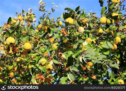 crop of quince on the tree. rich crop of ripe fruits of quince on the tree