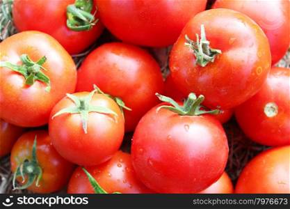 crop of red ripe tomatoes . harvest from many bright ripe red tomatoes