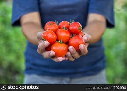 Crop of ripe tomatoes in the hands of a woman farmer. A farmer holds a bunch of tomatoes on his outstretched hands. The concept of harvest and gardening. Crop of ripe tomatoes in hands of farmer