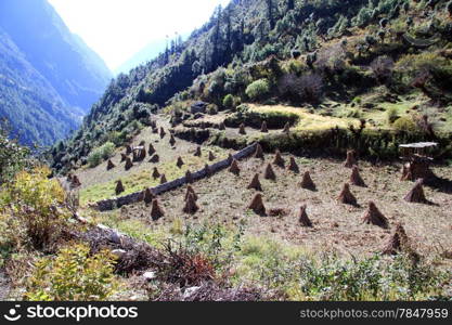 Crop on the farm field in mountain in Nepal