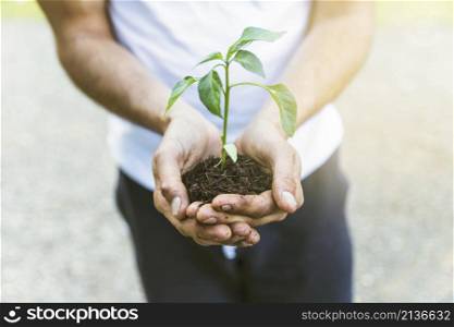 crop person showing seedling