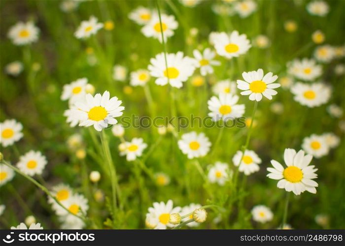 Crop view of the blooming bright daisies, camomilles field in spring. Selective focus. Crop view of the blooming bright daisies, camomilles field in spring. Selective focus.