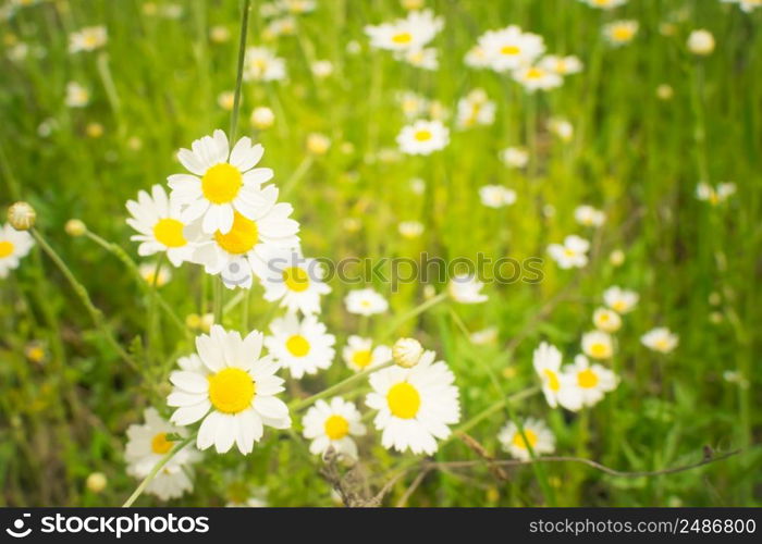 Crop view of the blooming bright daisies, camomilles field in spring. Selective focus. Crop view of the blooming bright daisies, camomilles field in spring. Selective focus.