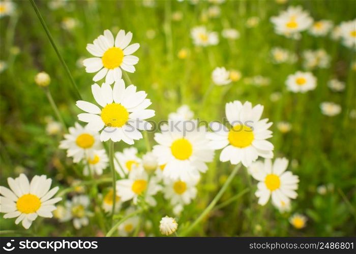 Crop view of the blooming bright daisies, camomilles field in spring. Selective focus. Crop view of the blooming bright daisies, camomilles field in spring. Selective focus.