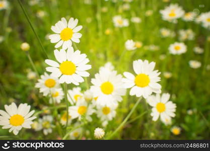 Crop view of the blooming bright daisies, camomilles field in spring. Selective focus. Crop view of the blooming bright daisies, camomilles field in spring. Selective focus.