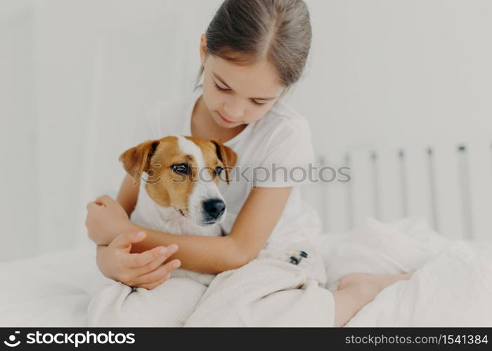 Cropped image of caring little girl in white t shirt, cuddles small pedigree dog, expresses big love to animal, poses on bed in white room, enjoys domestic atmosphere. Child with favourite pet