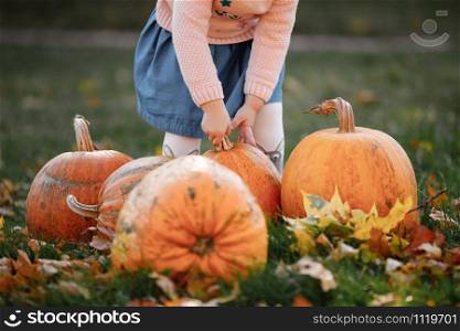 cropped photo of a little girl trying to lift a pumpkin. field with pumpkins. cropped photo of a little girl trying to lift a pumpkin. field with pumpkins.