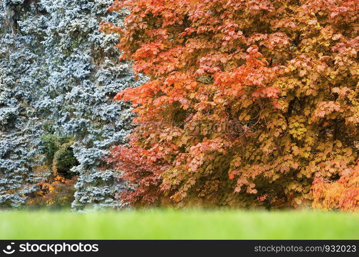 Cropped shot of beautiful muticolour of Autumn leaves in forest, Yellow, Orange and Red of japanese maple leaves background