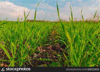 Crops growing in a field in the countryside.