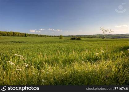 Crops growing near the Cotswold village of Cutsdean, Gloucestershire, England.