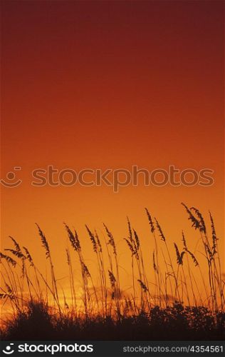 Crops on a landscape, Texas, USA