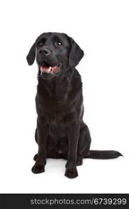 cross breed dog of a Labrador and a Flat-Coated Retriever. cross breed dog of a Labrador and a Flat-Coated Retriever in front of a white background