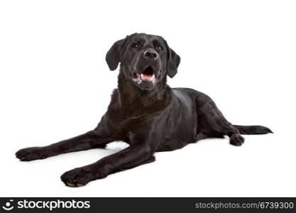 cross breed dog of a Labrador and a Flat-Coated Retriever. cross breed dog of a Labrador and a Flat-Coated Retriever in front of a white background