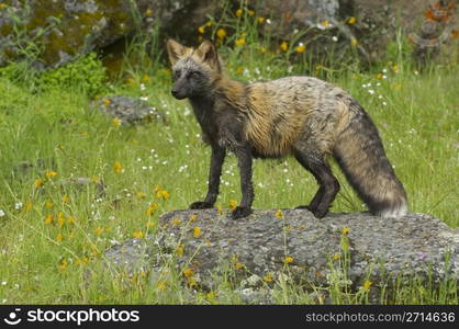 Cross fox in on rock with green grass