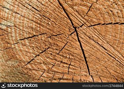 cross-section of a pine wood tree rings as a texture or background