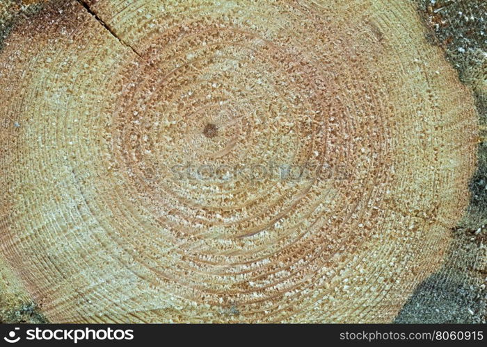 Cross section of a tree trunk / Tree annual ring circle wood