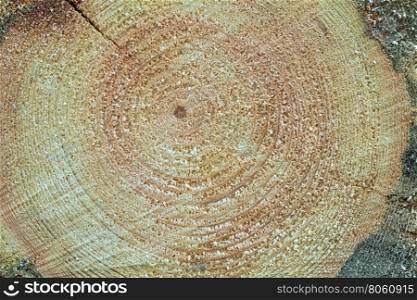 Cross section of a tree trunk / Tree annual ring circle wood