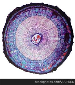 Cross-section of the stem woody plant under the microscope (Basswood Stem C.S.)