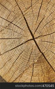 cross section of the tree, wooden background