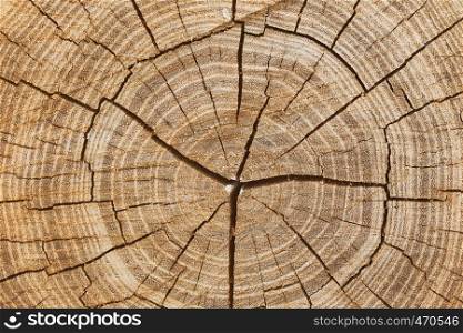 cross section of the tree, wooden background