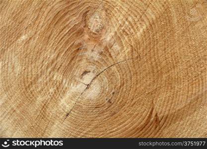Cross section of tree trunk as a wooden background