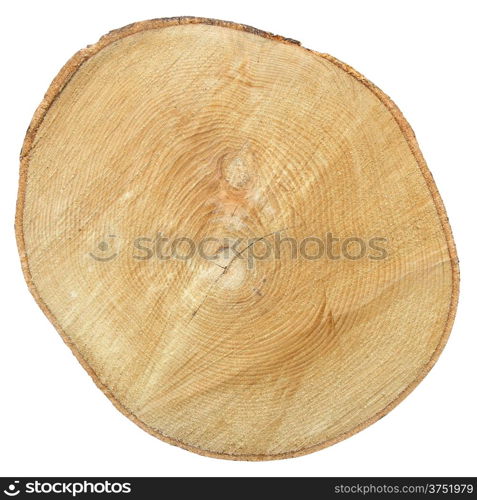 Cross section of tree trunk isolated on white background with Clipping Path