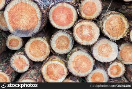 Cross sections of pine trunks piled together for burning in winter season