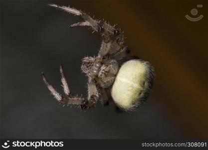 Cross spider (Araneus diadematus)