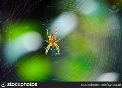 Cross spider waiting for prey on the net.