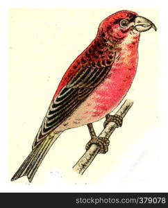 Crossbill, vintage engraved illustration. From Deutch Birds of Europe Atlas.