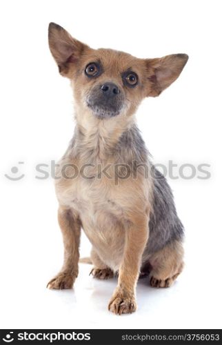 crossbred chihuahua in front of white background