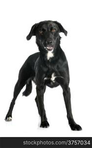 crossbred labrador retriever in front of white background