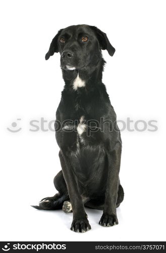 crossbred labrador retriever in front of white background