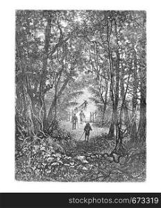 Crossing a Small Bridge in the Jungle in Oiapoque, Brazil, drawing by Riou from a sketch by Dr. Crevaux, vintage engraved illustration. Le Tour du Monde, Travel Journal, 1880