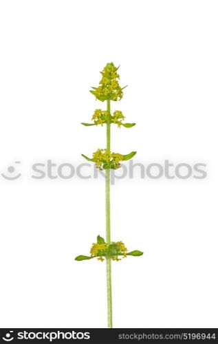 Crosswort (Cruciata laevipes)