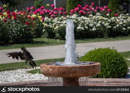 Crow by the side of gushing water in the rose garden